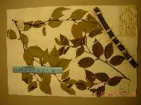 Betula schmidtii image