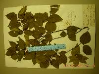 Betula schmidtii image