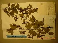 Betula schmidtii image