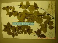 Betula schmidtii image