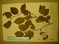 Alnus alnobetula subsp. fruticosa image