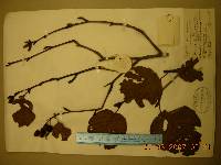 Alnus alnobetula subsp. fruticosa image