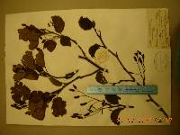 Alnus alnobetula subsp. fruticosa image