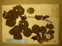 Alnus incana subsp. hirsuta image