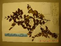 Betula chinensis image