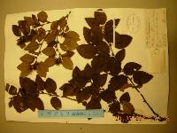 Betula chinensis image