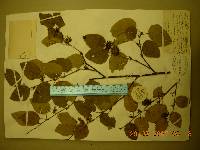 Betula chinensis image