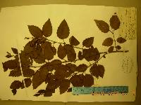Betula chinensis image