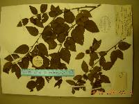 Betula chinensis image