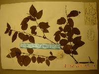 Betula chinensis image
