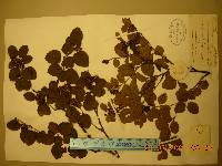 Betula chinensis image