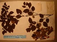 Betula chinensis image