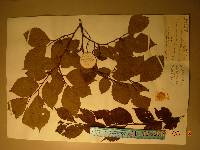 Ulmus davidiana var. japonica image