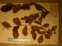 Ulmus davidiana var. japonica image