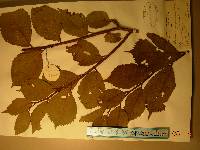 Ulmus davidiana var. japonica image