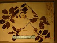 Ulmus davidiana var. japonica image