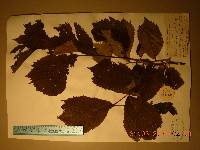 Ulmus laciniata image