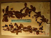 Berberis amurensis image