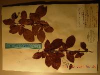 Berberis amurensis image