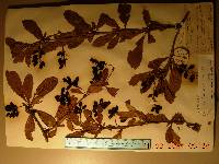 Berberis amurensis image