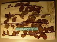 Berberis amurensis image