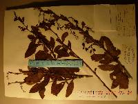 Berberis amurensis image