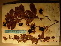 Berberis amurensis image