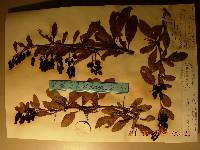 Berberis amurensis image