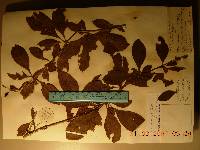 Berberis amurensis image