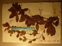 Berberis koreana image