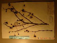 Berberis koreana image