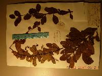 Berberis koreana image