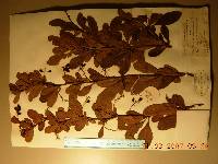 Berberis koreana image