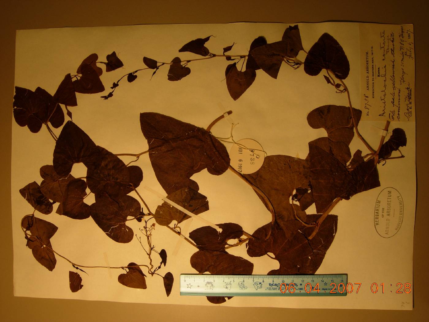 Aristolochia manshuriensis image