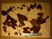 Aristolochia manshuriensis image