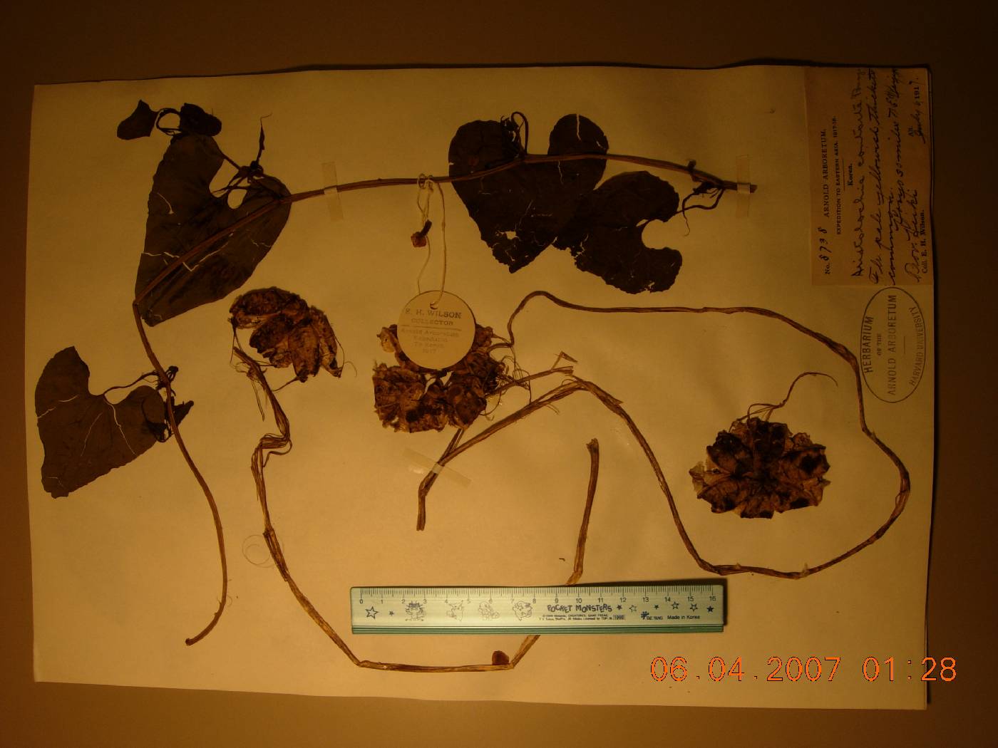 Aristolochia image