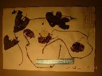 Aristolochia manshuriensis image