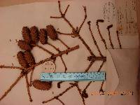 Picea jezoensis image