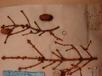 Picea jezoensis image