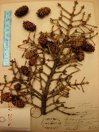 Picea jezoensis image
