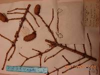 Picea jezoensis image