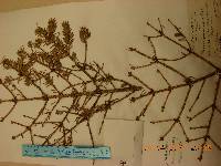 Picea jezoensis image