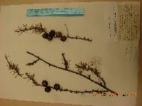Larix gmelinii image