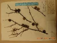 Larix gmelinii image