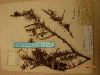 Larix gmelinii image