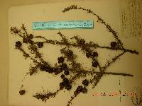 Larix gmelinii image