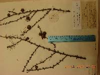 Larix gmelinii image