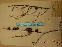 Larix gmelinii image