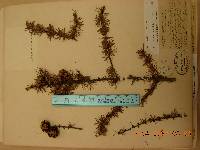 Larix gmelinii image