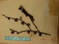 Larix gmelinii image